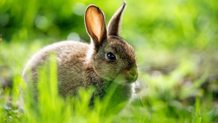 Кролик в корзинке