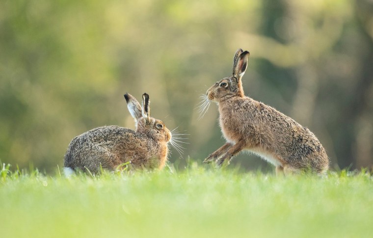 Заяц в лесу