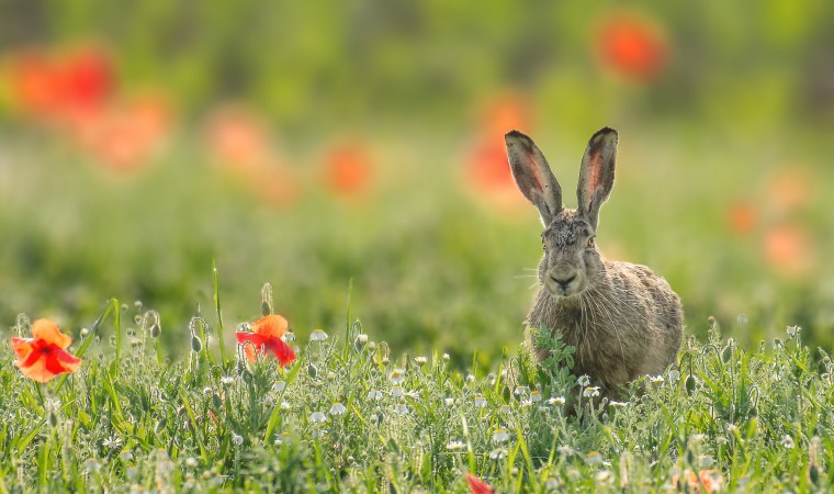 Заяц Русак в профиль