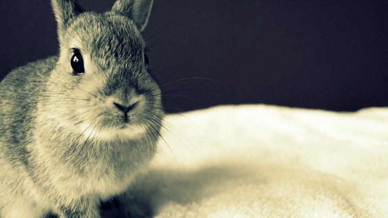 Заяц картинка