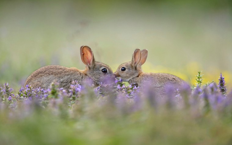 Кролик с голубыми глазами