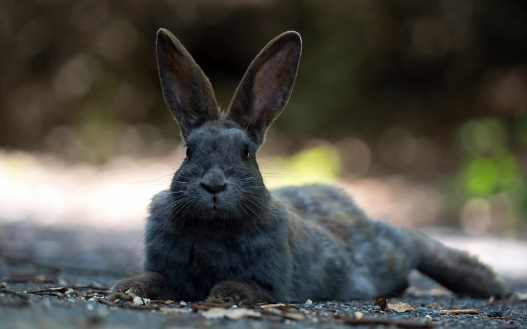 Милый кролик