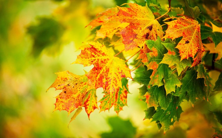 Природа осень