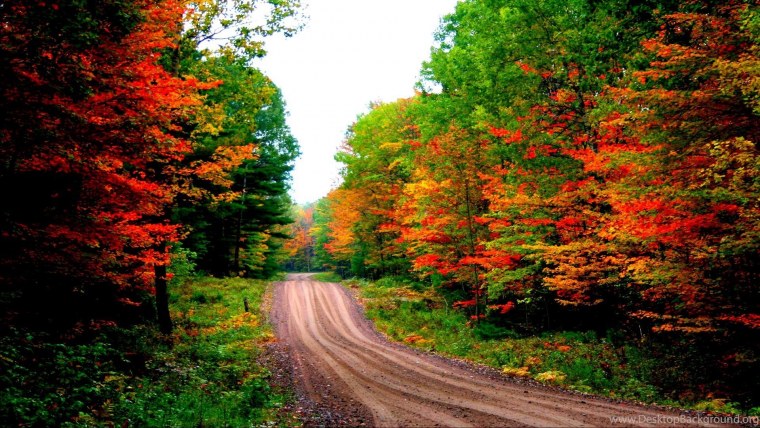Смешанный лес дальнего Востока