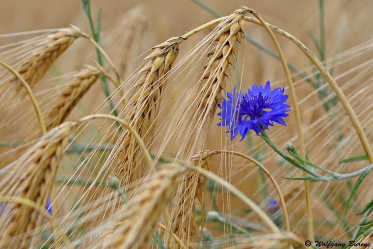 Поле с васильками