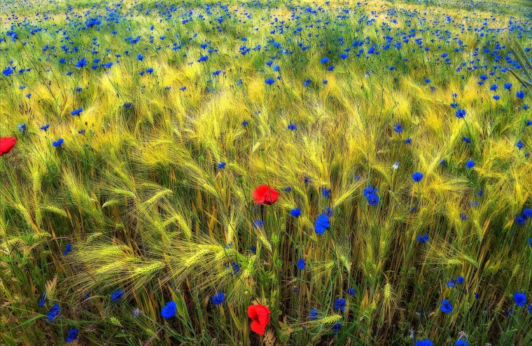 Поле пшеницы с васильками