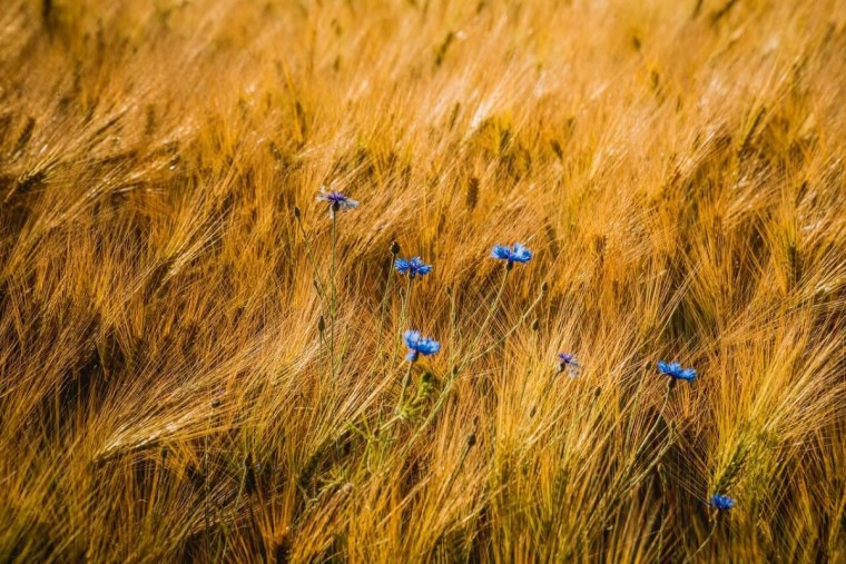 Пшеница Макросъемка