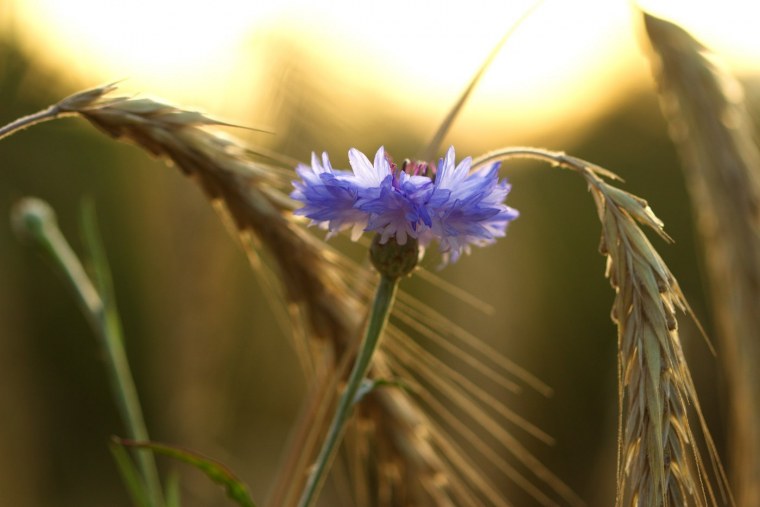 Снопа из Васильков и колосьев пшеницы