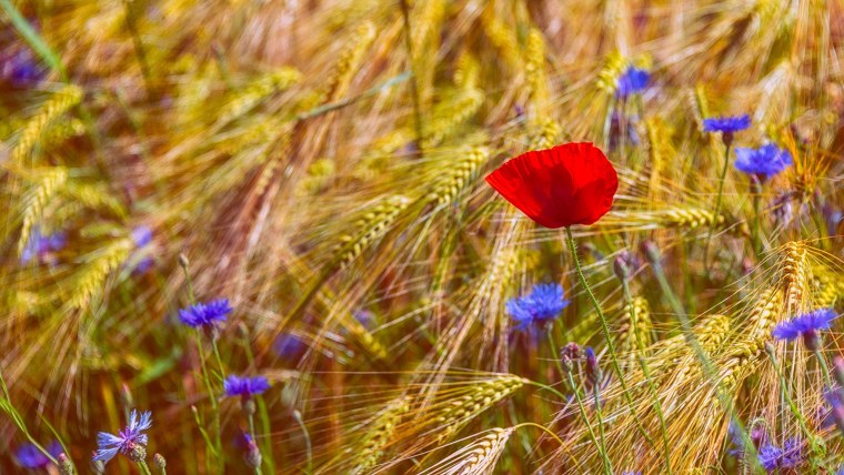 Август природа