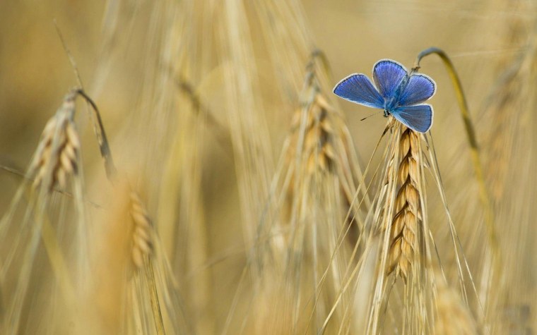 Поле с колосьями и васильками