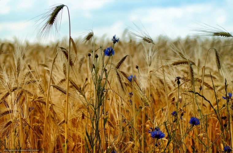 Ромашко Васильковое поле