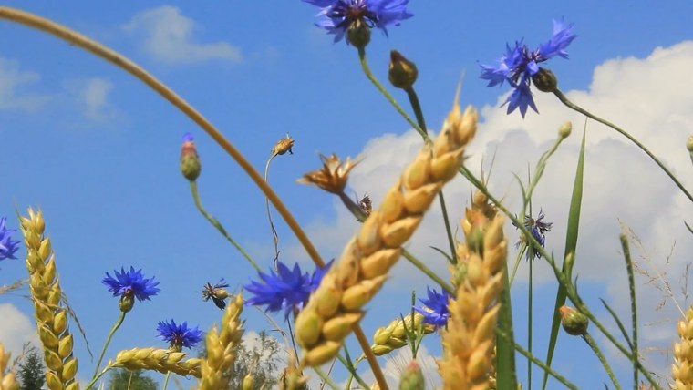 Пшеничное поле с васильками и ромашками
