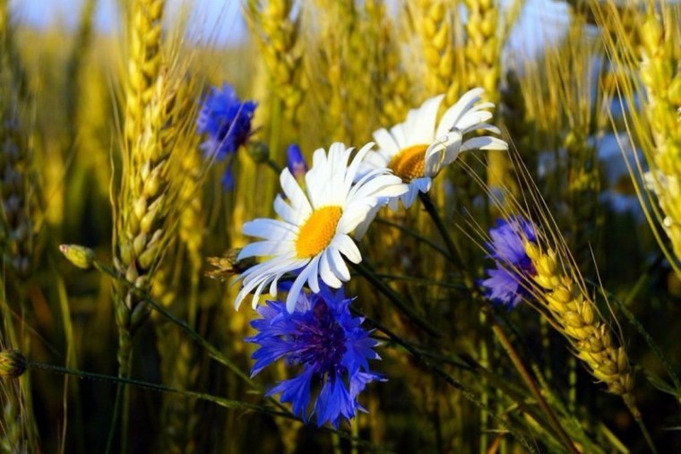 Поле с колосками пшеницы