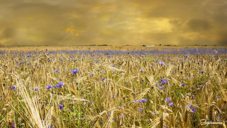 Луговой Василек синий лесостепей Евразии