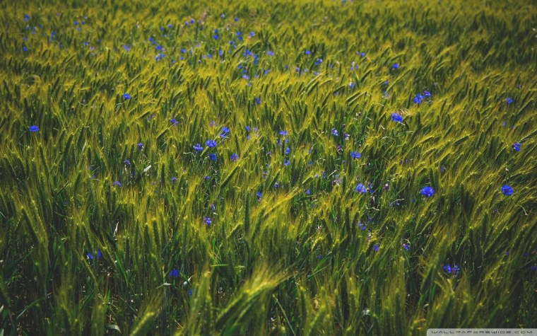 С днем работника сельского хозяйства картинки с васильками