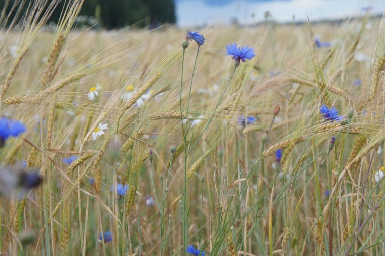 Василёк Степной цветок