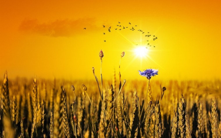 Полевые цветы и травы