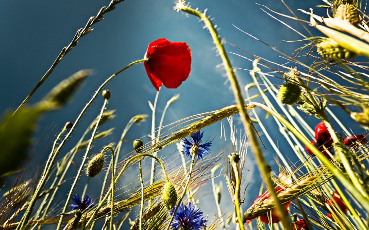 Поле пшеницы с васильками