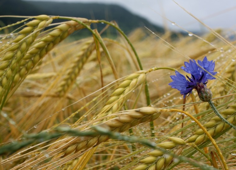 Обои на рабочий стол васильки