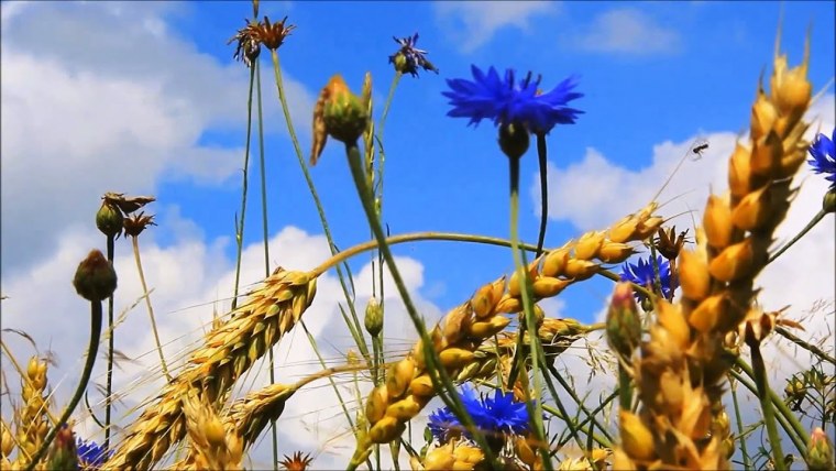 Поле рожь васильки и маки