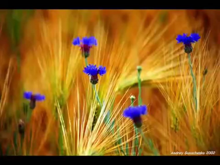 Ржаное поле с васильками
