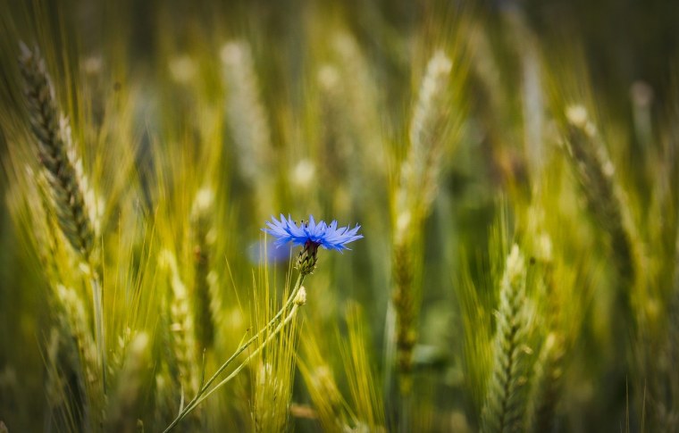 Сноп Васильков