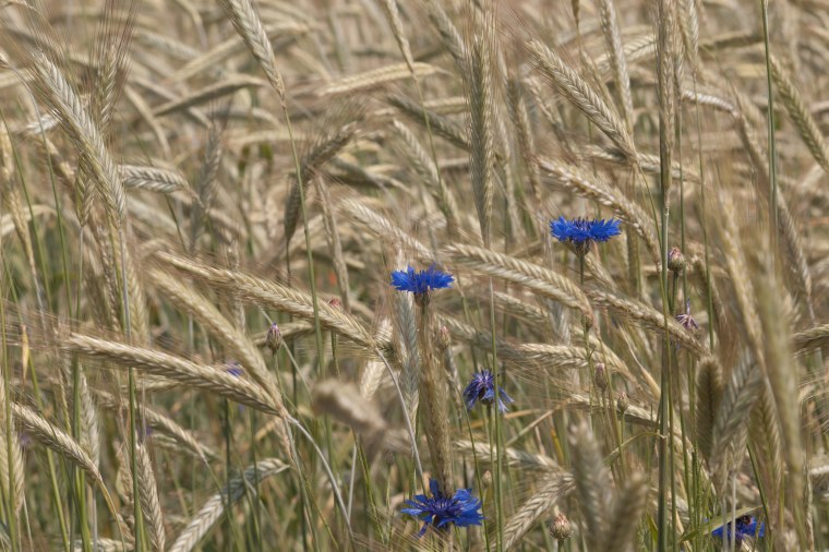 Твардовский рожь рожь