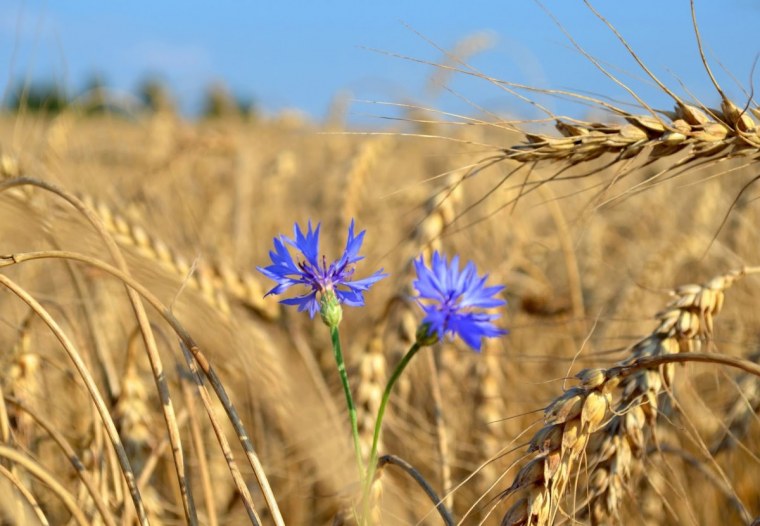 Пшеничное поле с маками и васильками