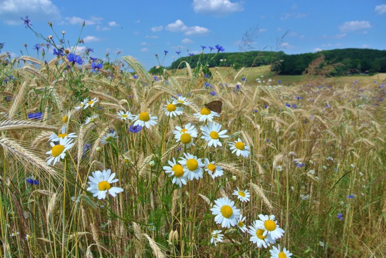 Васильки в поле