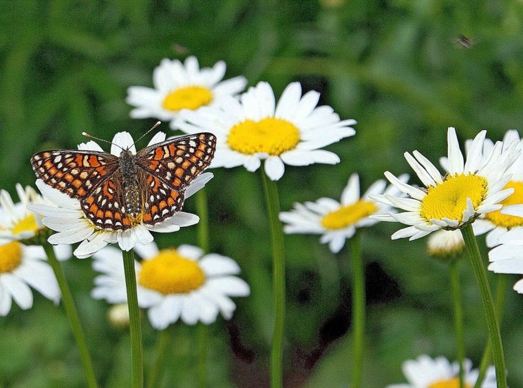 Бабочка и ромашки