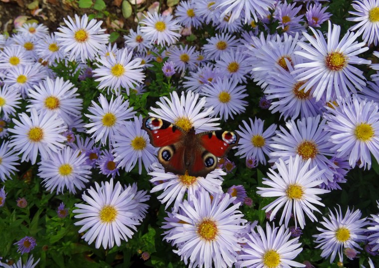 Бабочка и ромашки