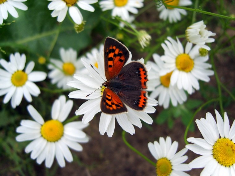 Лето ромашки бабочки