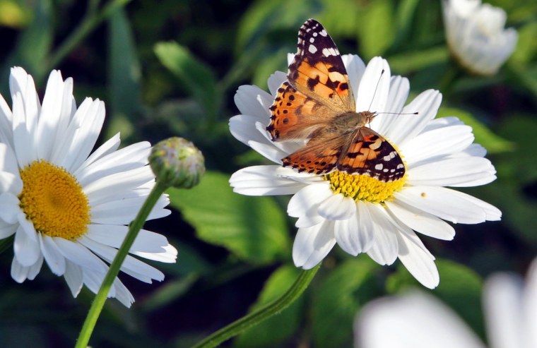 Полевые цветы и бабочки