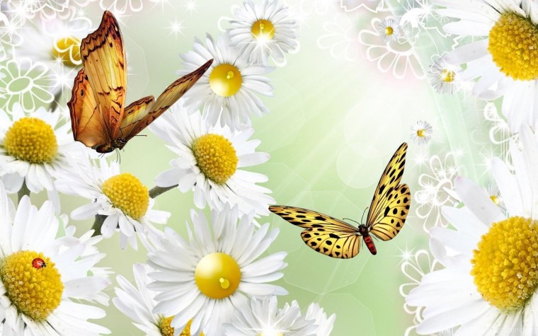 Бабочка и ромашки