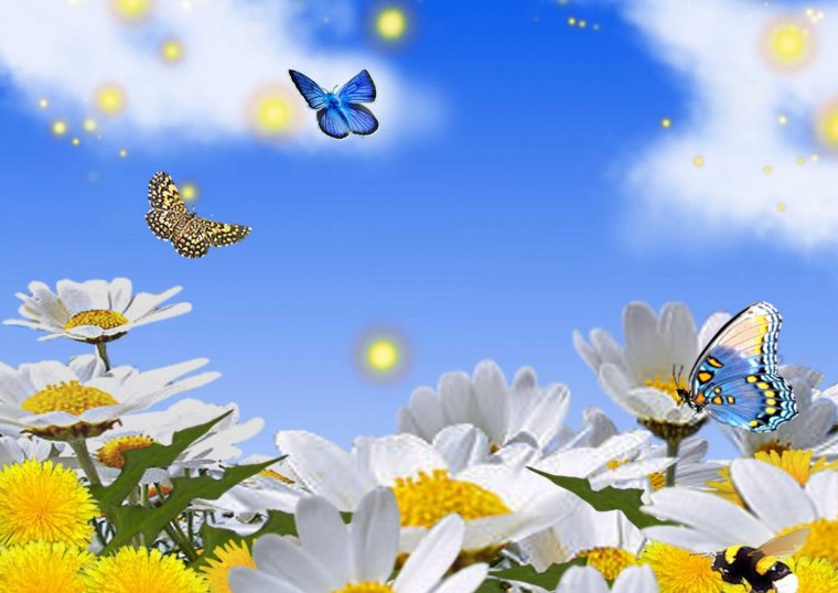 Бабочка и ромашки