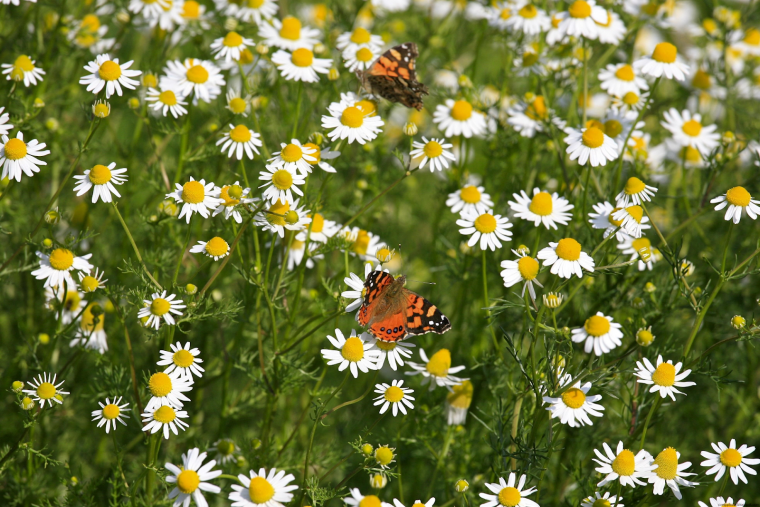 Бабочка и ромашки