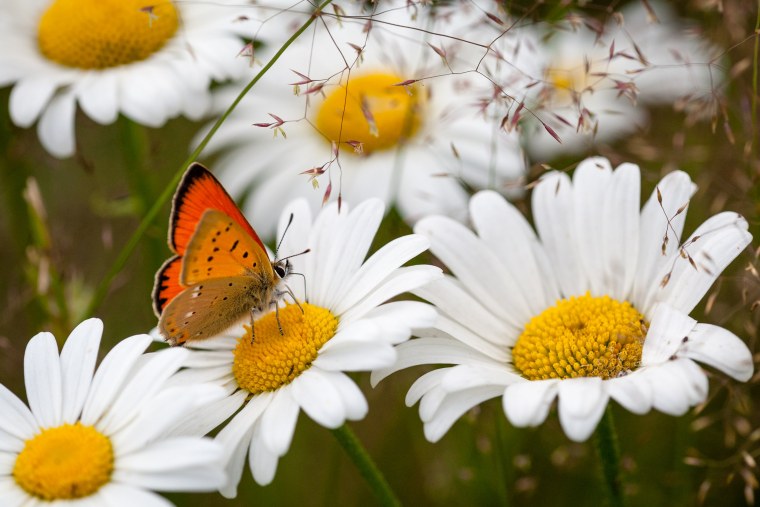 Поле ромашек