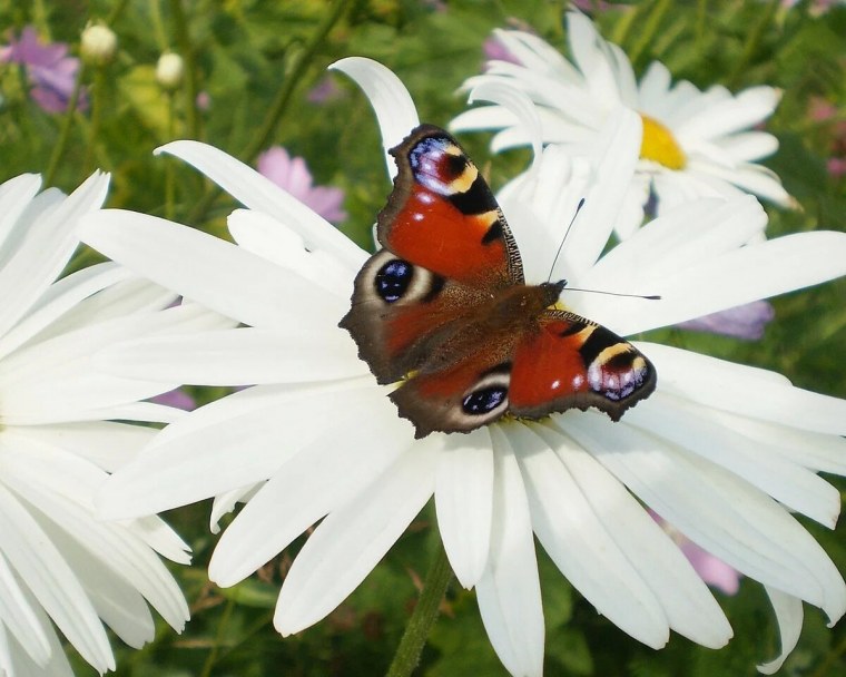 Бабочка и ромашки