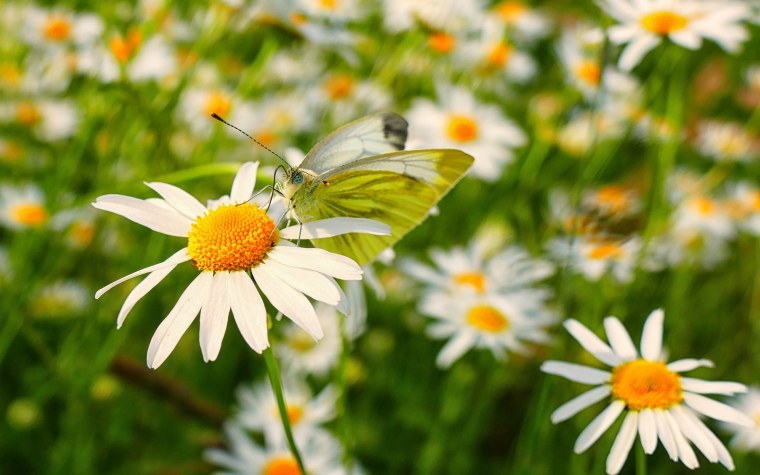 Бабочка и ромашки