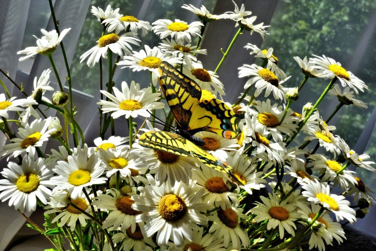 Ромашковое поле с бабочками