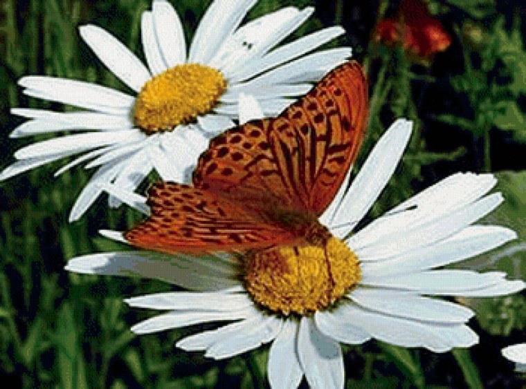 Ромашки на поле и бабочки