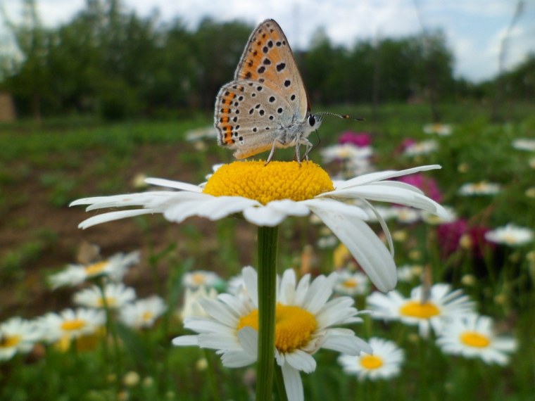 Бабочка идея белая