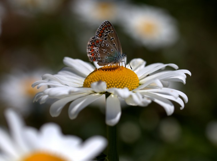 Лето ромашки бабочки