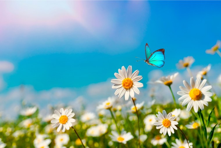 Летние картинки на рабочий стол