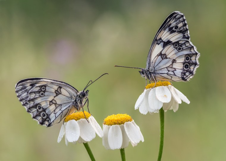 Луг с бабочками