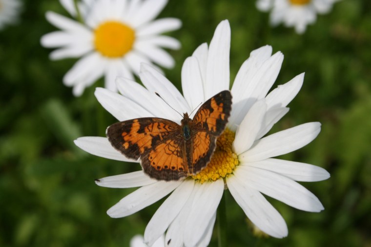 Красивая бабочка на ромашке