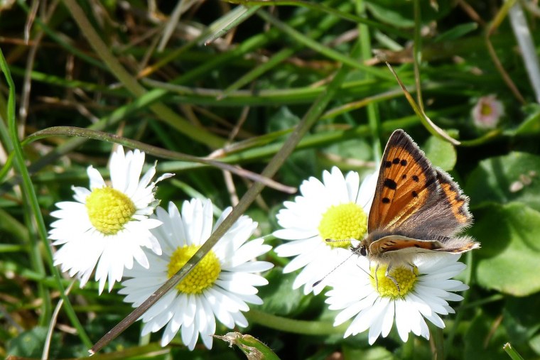 Луг с бабочками