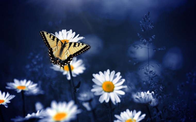 Бабочка и ромашки