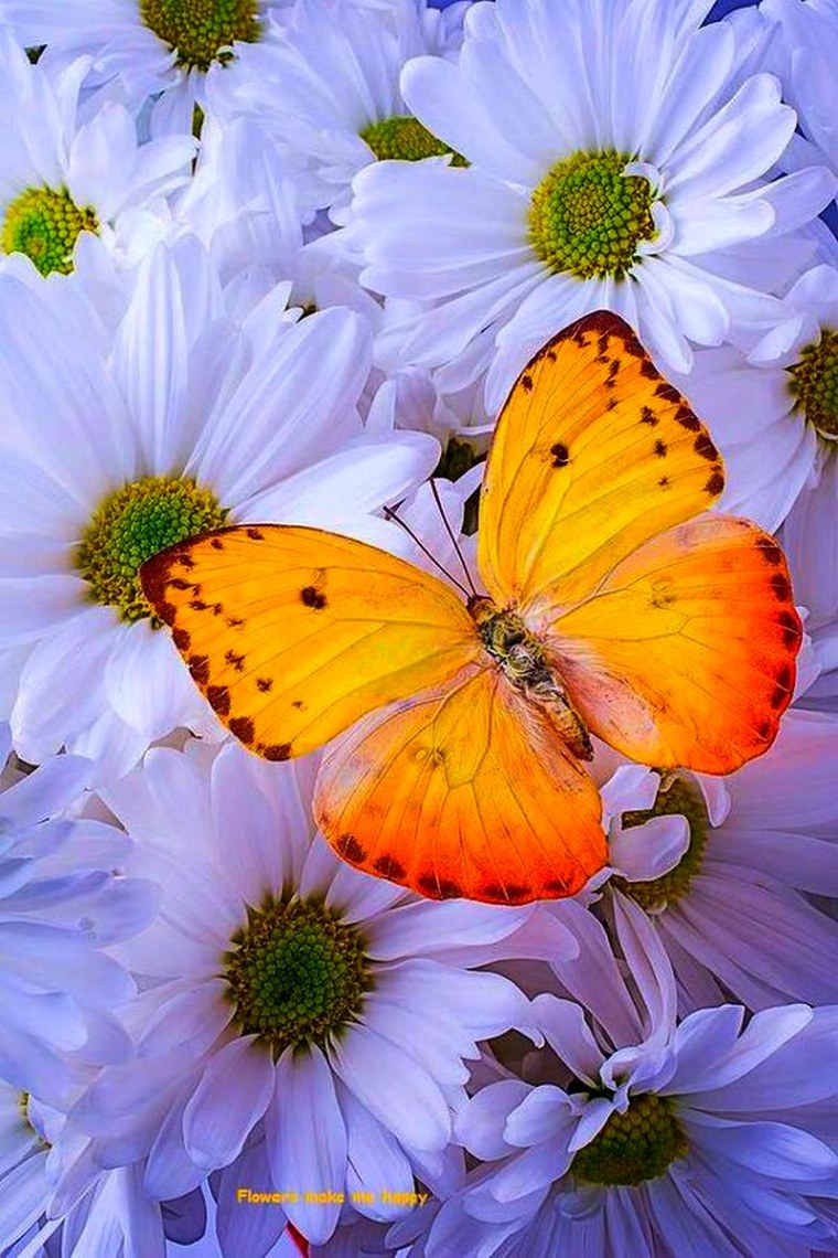 Лето ромашки бабочки