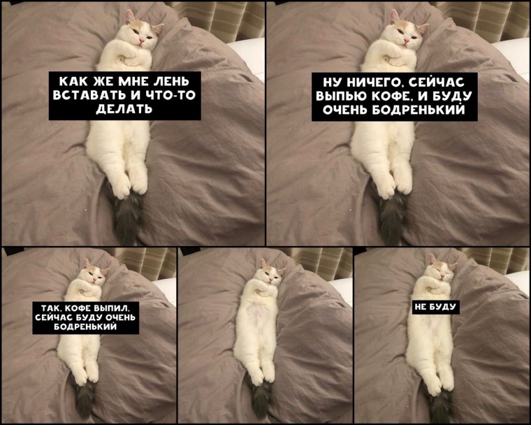 День тюлень